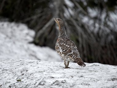 Capercaillie, Tetrao urogallus, Norveç, Mayıs 2024 'te karda tek bir kadın.