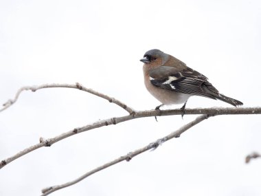 Chaffinch, Fringilla Coelebs, Norveç, Mayıs 2024 'te tek erkek.