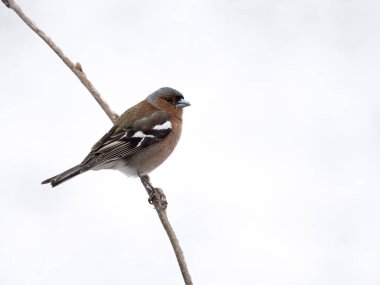 Chaffinch, Fringilla Coelebs, Norveç, Mayıs 2024 'te tek erkek.