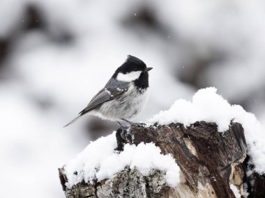 Coal tit, Periparus ater, single bird on snowy branch, Norway, May 2024