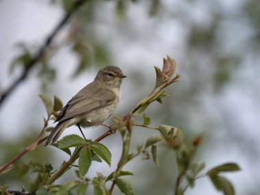 Chiffchaff, Phylloscopus Collybita, şubedeki tek kuş, Warwickshire, Nisan 2024