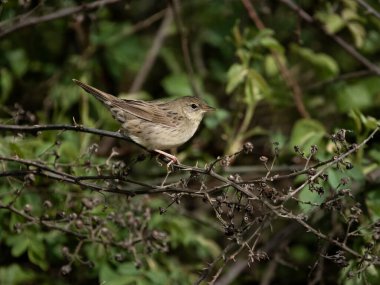 Grasshopper warbler, Locustella naevia, single bird on branch, Warwickshire, April 2024 clipart