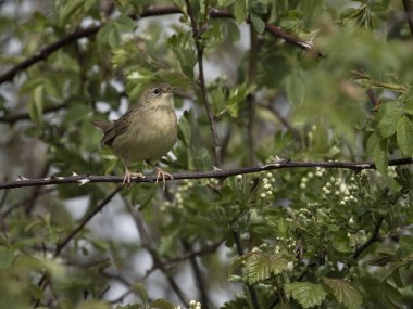 Çekirge ötleğeni, Locream ella naevia, daldaki tek kuş, Warwickshire, Nisan 2024