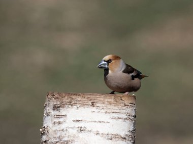 Hawfinch, Coccothraustes coccothraustes, Norveç, Mayıs 2024