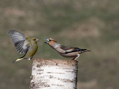 Hawfinch, Coccothraustes coccothraustes, Greenfinch, Norveç, Mayıs 2024