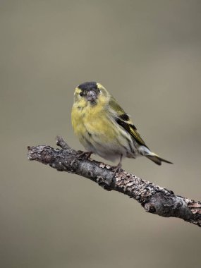 Siskin, Carduelis spinus, Norveç, Mayıs 2024