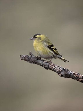 Siskin, Carduelis spinus, Norveç, Mayıs 2024