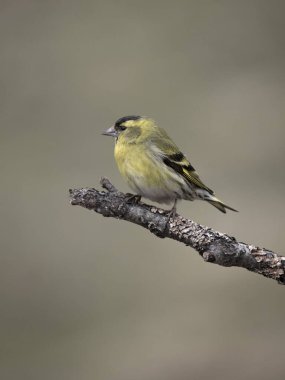Siskin, Carduelis spinus, single bird on branch, Norway, May 2024 clipart