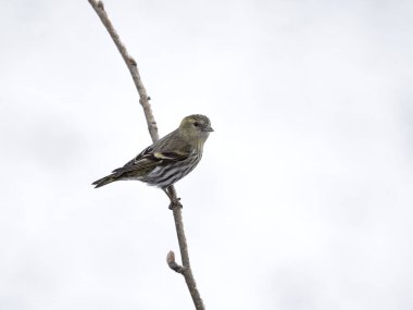 Siskin, Carduelis spinus, Norveç, Mayıs 2024 'te tek bir kuş.