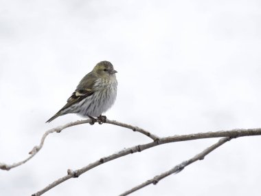 Siskin, Carduelis spinus, Norveç, Mayıs 2024 'te tek bir kuş.