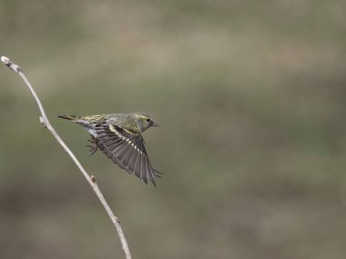 Siskin, Carduelis spinus, uçuşan tek kuş, Norveç, Mayıs 2024