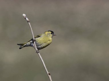 Siskin, Carduelis spinus, Norveç, Mayıs 2024