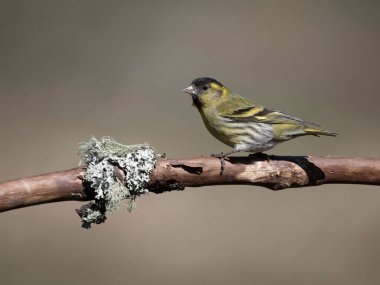 Siskin, Carduelis spinus, Norveç, Mayıs 2024