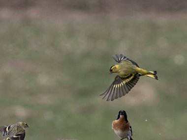 Siskin, Carduelis spinus, uçuşan tek kuş, Norveç, Mayıs 2024