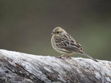 Sarı Çekiç, Emberiza Citrinella, Norveç, Mayıs 2024