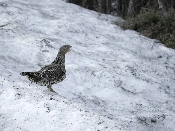 Capercaillie, Tetrao urogallus, Norveç, Mayıs 2024 'te karda tek bir kadın.