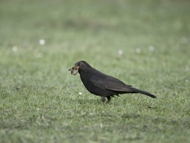 Blackbird, Turdus Merula, solucanlı bekar erkek, Warwickshire, Mayıs 2024