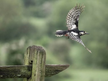 Büyük benekli ağaçkakan, büyük Dendrocopos, tek bir kadın, Worcestershire, Mayıs 2024