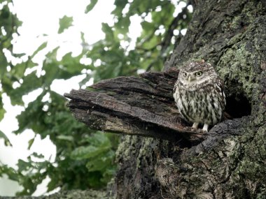 Küçük baykuş, Athene noctua, ağaçtaki tek kuş, Worcestershire, Mayıs 2024