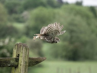 Küçük baykuş, Athene noctua, uçan tek kuş, Worcestershire, Mayıs 2024