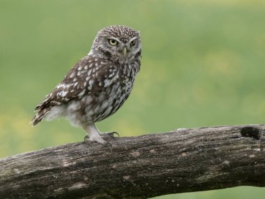 Küçük baykuş, Athene noctua, tek bir kuş, Worcestershire, Mayıs 2024