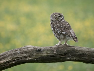 Küçük baykuş, Athene noctua, tek bir kuş, Worcestershire, Mayıs 2024