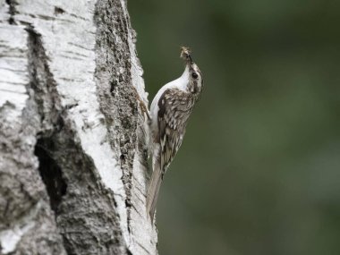 Ağaç Bekçisi, Certhia tanıdık, tek kuş yuvası, Warwickshire, Mayıs 2024