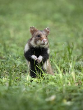 Avrupa hamsterı, Cricetus cricetus tek memeli çimlerde, Viyana, Avusturya, Mayıs 2024