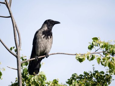 Kukuletalı karga, Corvus cornix, Ağaçtaki tek kuş, Avusturya, Mayıs 2024