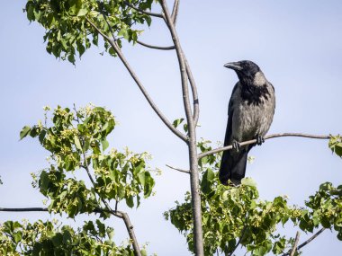 Kukuletalı karga, Corvus cornix, Ağaçtaki tek kuş, Avusturya, Mayıs 2024