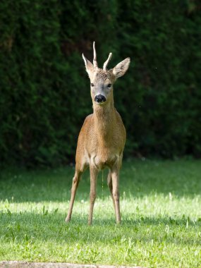 Roe geyiği, Capreolus Capreolus, Avusturya, Mayıs 2024