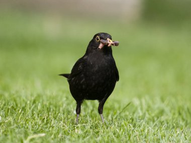 Blackbird, Turdus Merula. Solucanlı bekar erkek. Warwickshire, Haziran 2024.