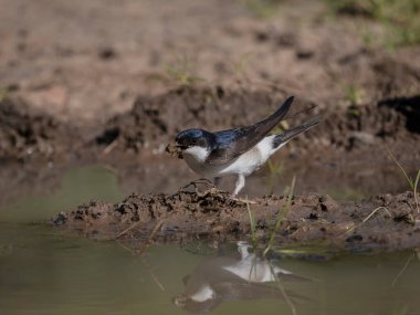 Martin Hanesi, Delichon Urbicum, Warwickshire, Haziran 2024