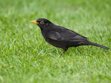 Blackbird, Turdus Merula, otların üzerinde bekâr erkek, Warwickshire, Haziran 2024