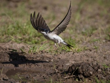 Martin Hanesi, Delichon Urbicum, Warwickshire, Haziran 2024