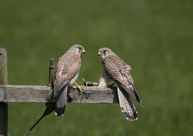 Kestrel, Falco tinnunculus, çitteki kadın ve erkek, Worcestershire, Haziran 2024