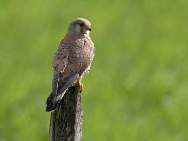 Kerkenez, Falco tinnunculus, görevdeki bekar erkek kuş, Worcestershire, Haziran 2024