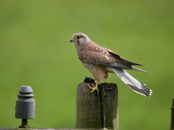 stock image Kestrel, Falco tinnunculus, single male bird on post, Worcestershire, June 2024