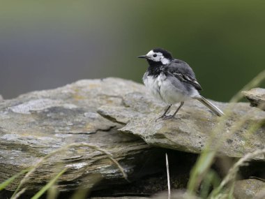 Pied wagtail, Motacilla alba, Lancashire, Haziran 2024
