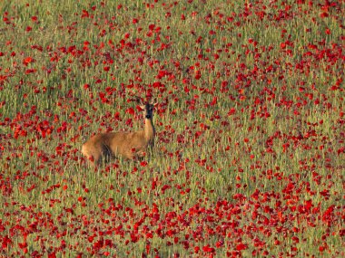 Roe geyiği, Capreolus capreolus, Çavdar Tarlası ve Poppies, Buckinghamshire, Haziran 2024