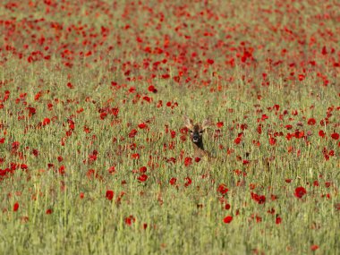Roe geyiği, Capreolus capreolus, Çavdar Tarlası ve Poppies, Buckinghamshire, Haziran 2024