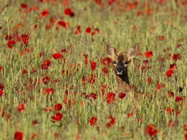 Roe geyiği, Capreolus capreolus, Çavdar Tarlası ve Poppies, Buckinghamshire, Haziran 2024