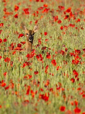 Roe geyiği, Capreolus capreolus, Çavdar Tarlası ve Poppies, Buckinghamshire, Haziran 2024