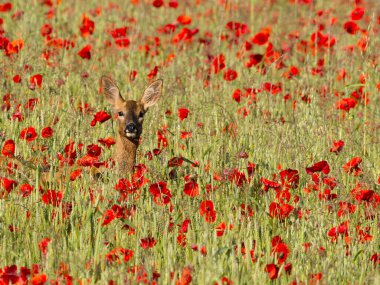 Roe geyiği, Capreolus capreolus, Çavdar Tarlası ve Poppies, Buckinghamshire, Haziran 2024