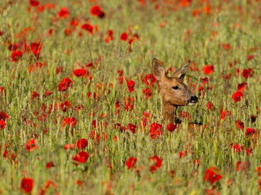 Roe geyiği, Capreolus capreolus, Çavdar Tarlası ve Poppies, Buckinghamshire, Haziran 2024