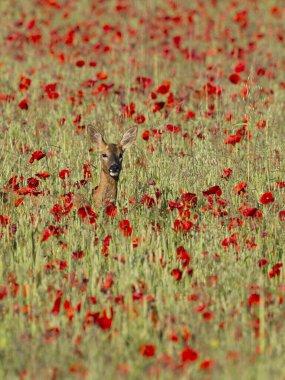 Roe geyiği, Capreolus capreolus, Çavdar Tarlası ve Poppies, Buckinghamshire, Haziran 2024