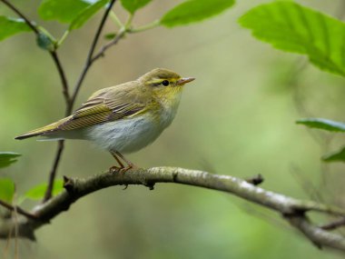 Ağaç bülbülü, Phylloscopus sibilatrix, tek bir kuş, Northamptonshire, Haziran 2024