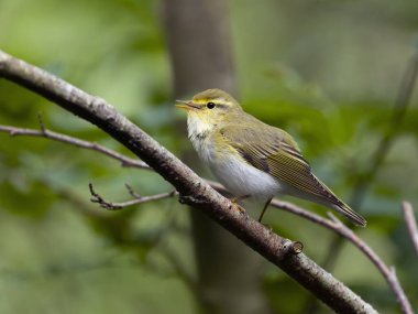 Ağaç bülbülü, Phylloscopus sibilatrix, tek bir kuş, Northamptonshire, Haziran 2024