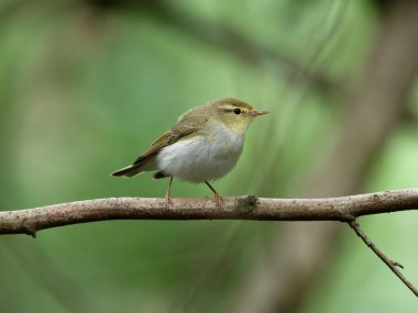 Ağaç bülbülü, Phylloscopus sibilatrix, tek bir kuş, Northamptonshire, Haziran 2024