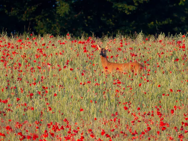 Roe geyiği, Capreolus capreolus, Çavdar Tarlası ve Poppies, Buckinghamshire, Haziran 2024